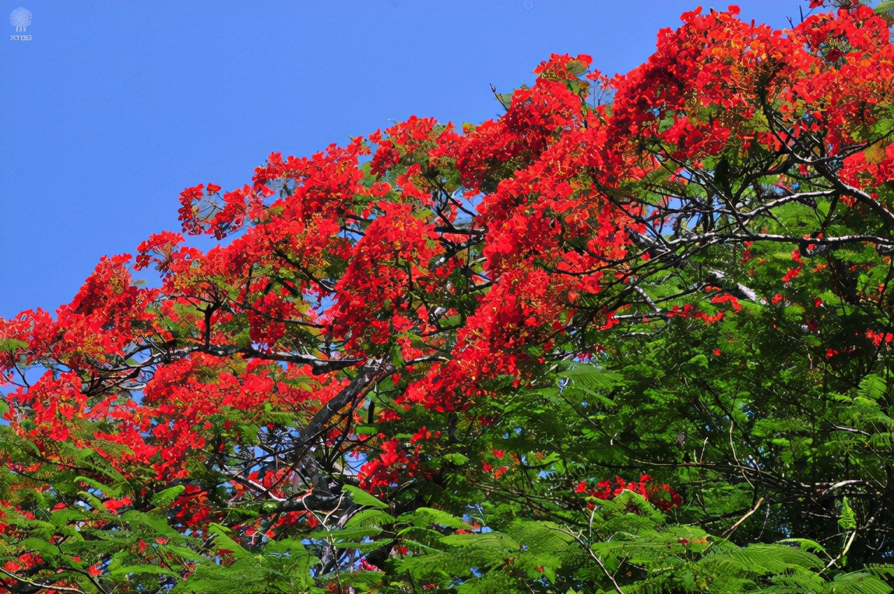 绿化带常见植物名称及图片,100种绿化带或路边常见的花草
