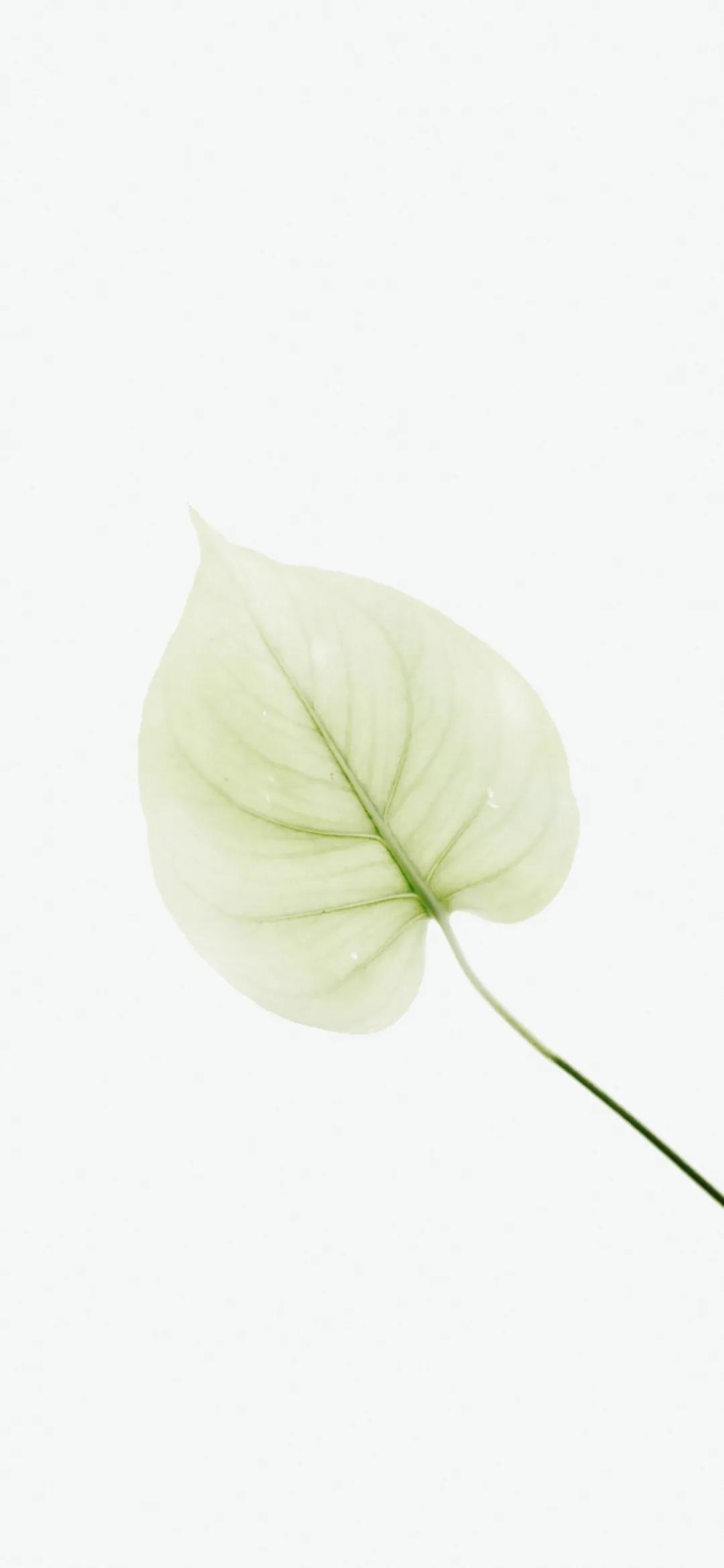 文艺素雅治愈植物手机壁纸,唯美治愈系手机壁纸植物