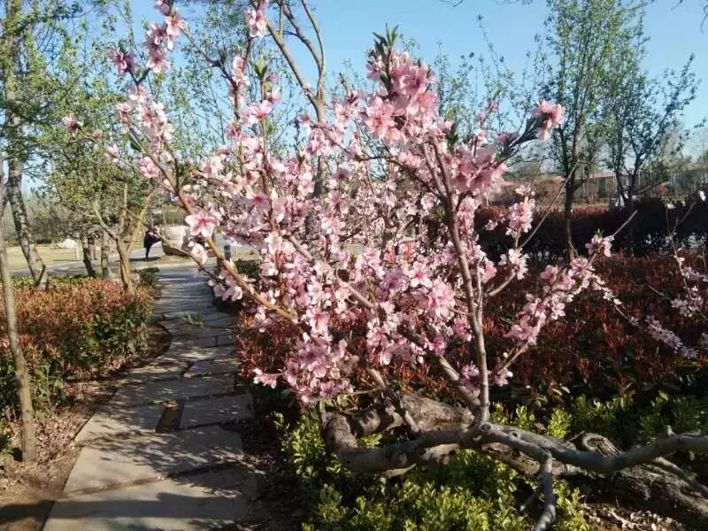 上善若水散文诗原文,上善若水整首诗翻译