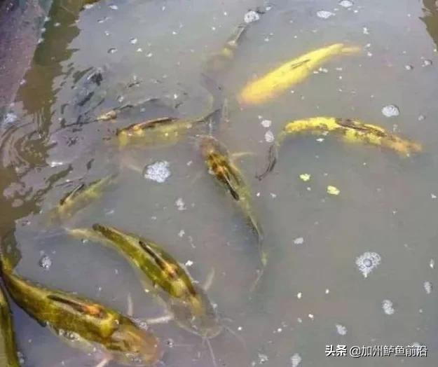 黄颡鱼病反复怎么办,黄颡鱼得了方块病怎么治