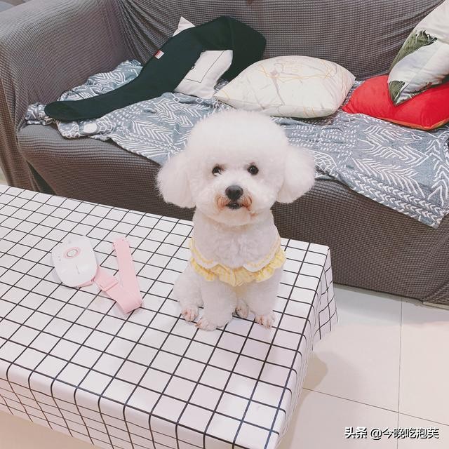 狗狗跑出去不想回家怎么办？试试这五种方式，狗狗主动跟人回家