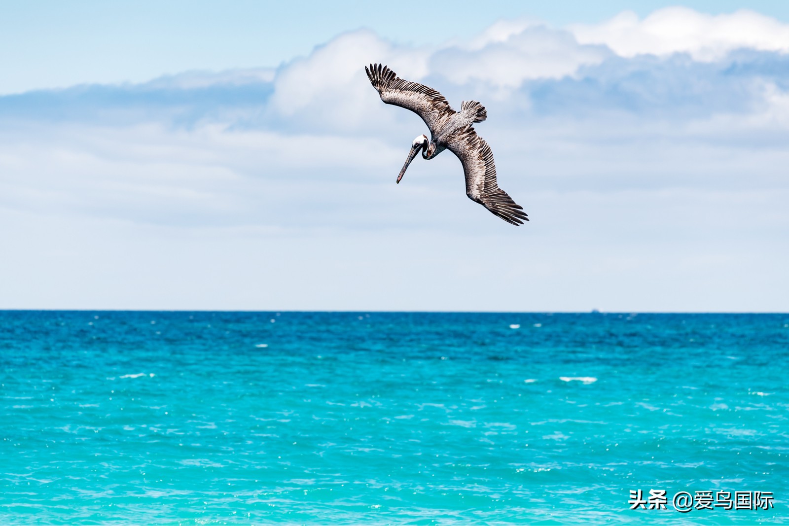 躁动的繁殖季节2021观鸟大年五月精华作品集
