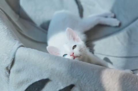 救助流浪猫被粘鼠胶,流浪猫被好心人收养后变成粘人