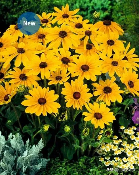 什么色系的花好看,6种颜色的花代表什么