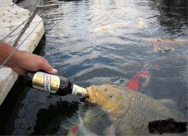 大量储存活鱼的四种方法,活鱼死了直接放入冰箱可以保鲜吗