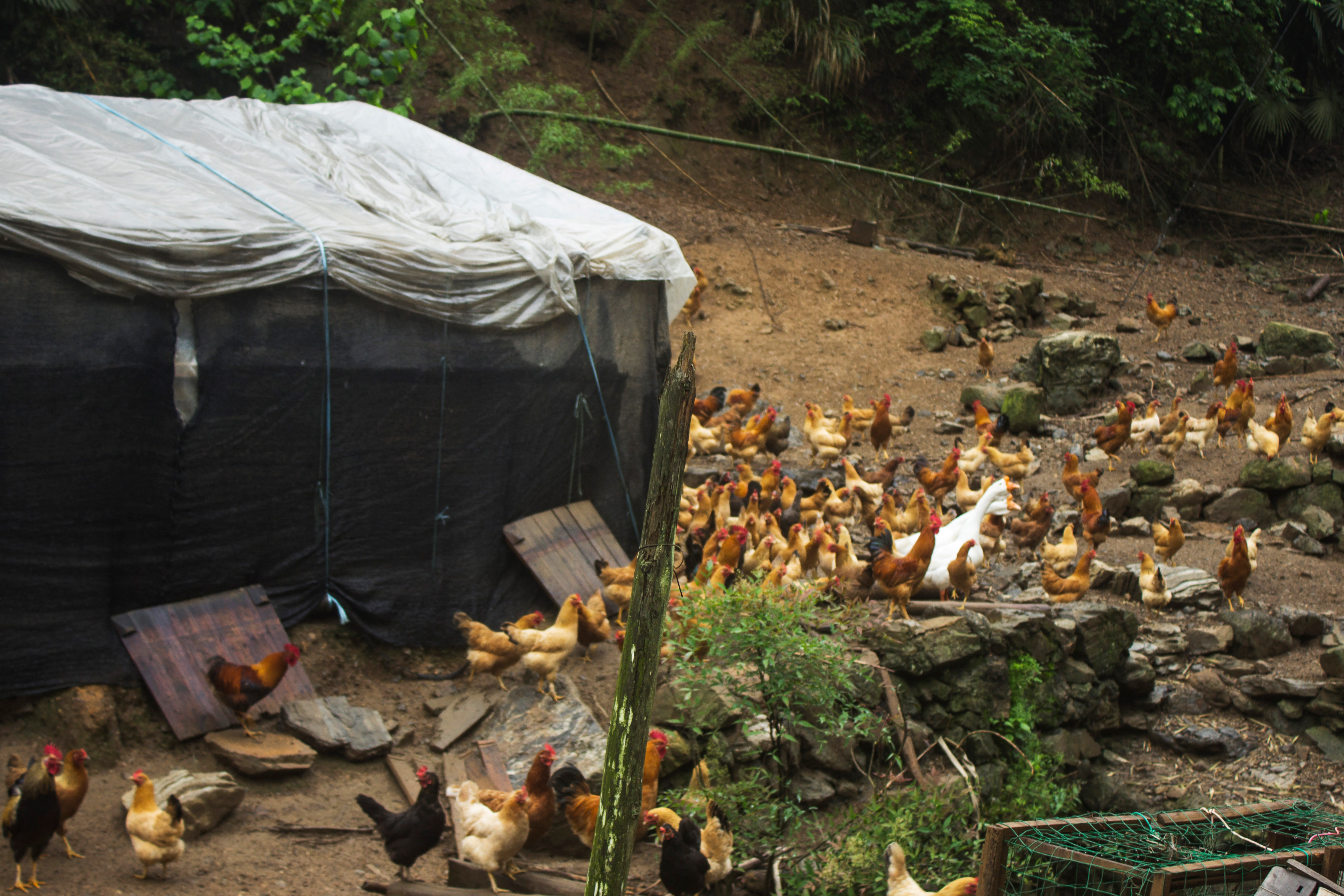 养殖2000只土鸡的成本与利润,养殖土鸡投资知识
