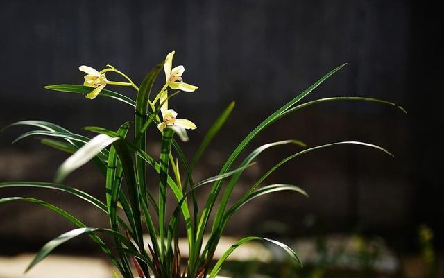 兰花如何预防虫害,兰花红蜘蛛虫害图片及防治