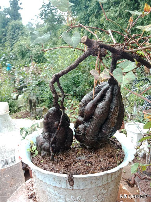 金弹子不嫁接雌雄同株,金弹子新苗分公母