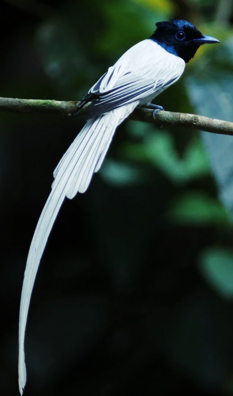 山有木兮木有枝是出自哪首古诗,被曲解的诗句山有木兮木有枝