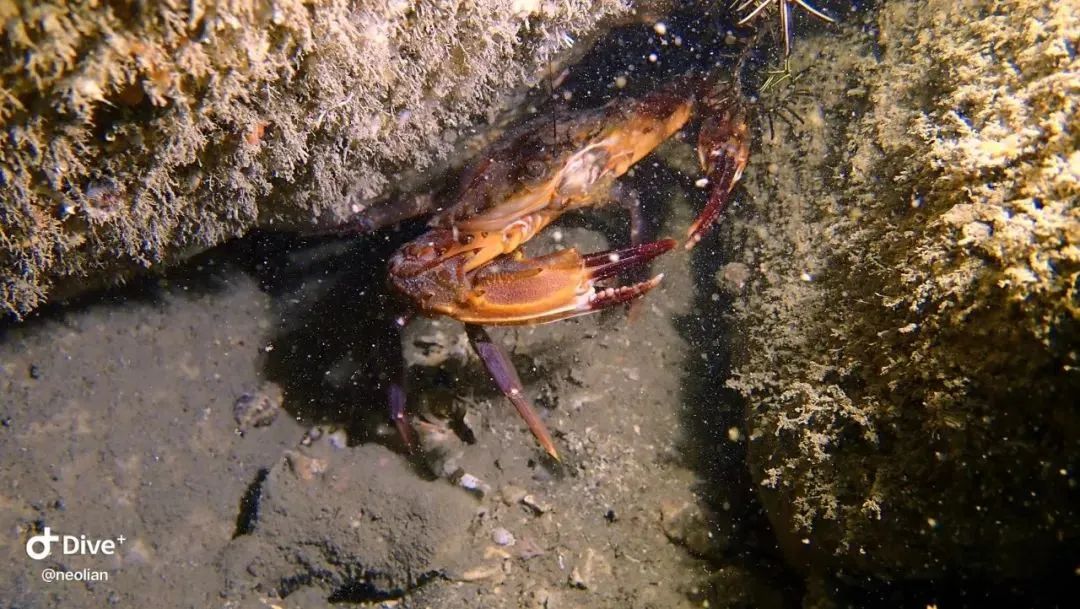 厦门不止鼓浪屿,厦门不止有海还有茉莉花