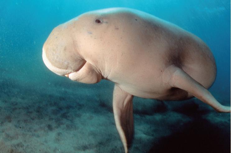 你以为人鱼都美的惊心动魄？那你是没有见过丑的！