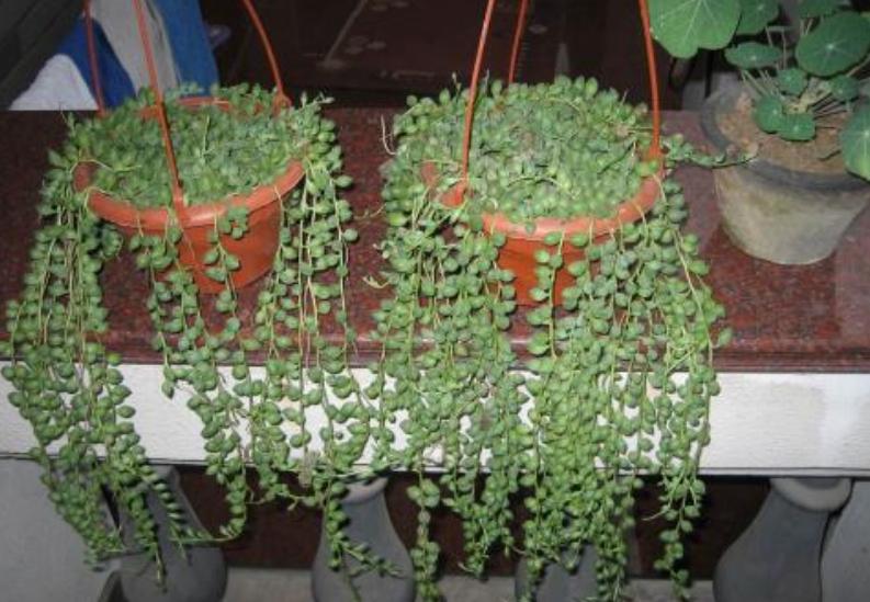 佛珠吊兰怎么养能爆盆,佛珠吊兰怎么养才能更旺盛