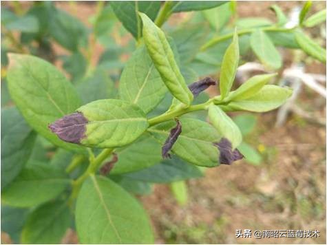 蓝莓叶片边缘焦枯是什么病害,蓝莓在高温下有哪些病害