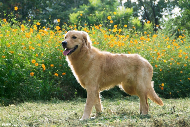 金毛老咬尾巴怎么办,金毛咬尾巴怎么回事