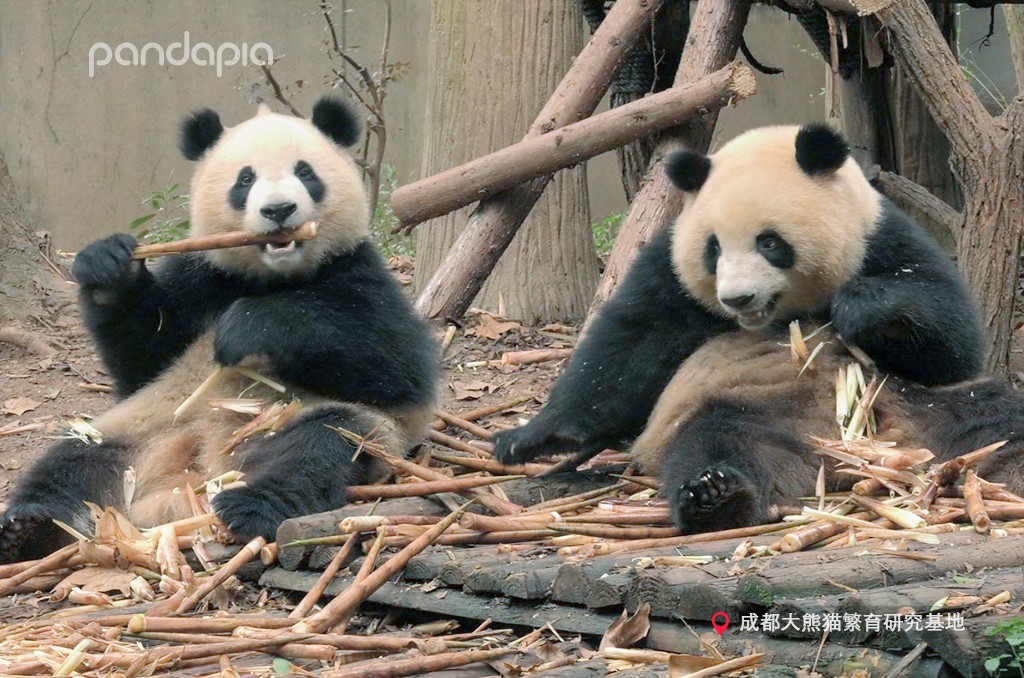 做塑料姐妹,真正的塑料姐妹是什么样的