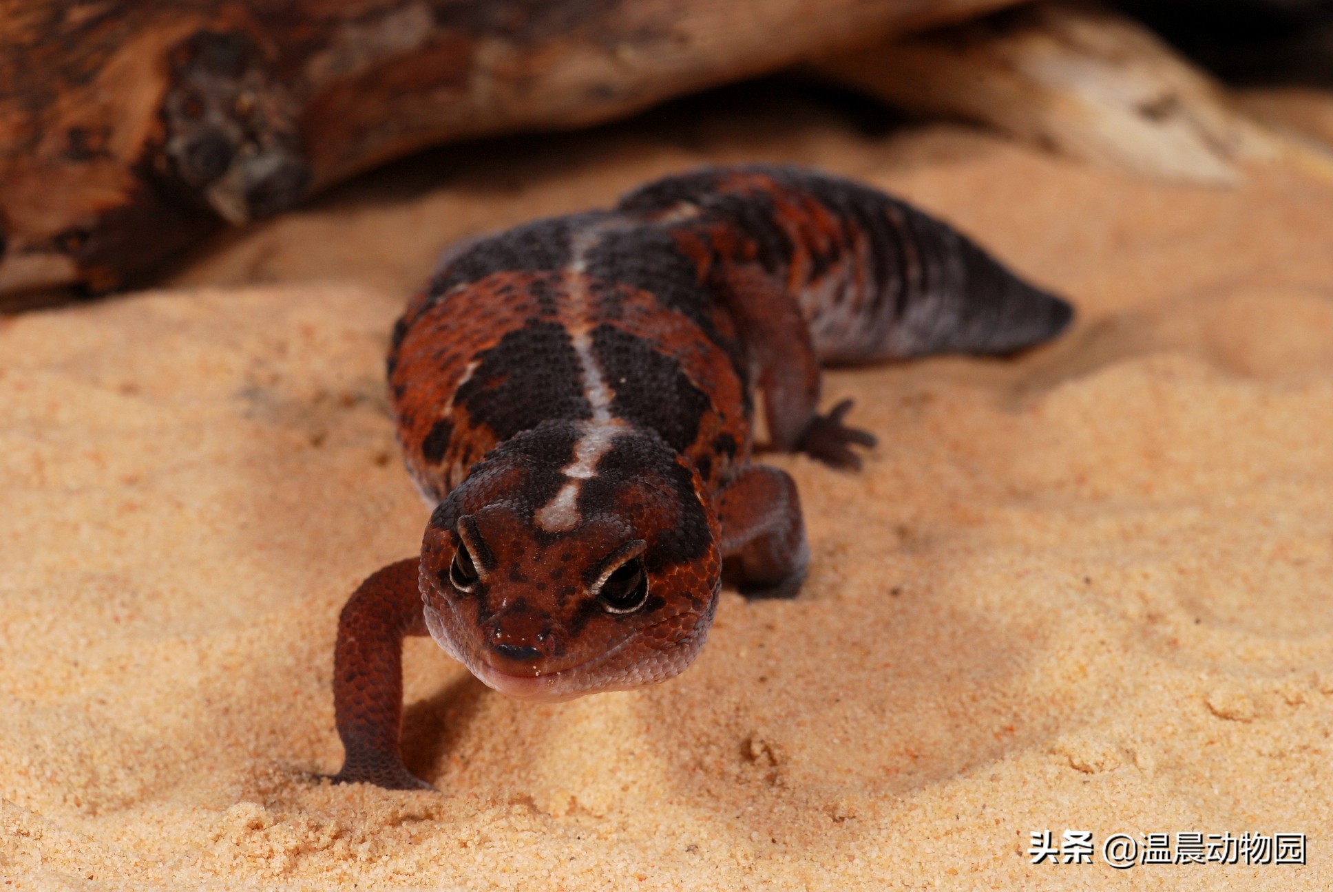 爬宠豹纹守宫怎么养,豹纹守宫繁育过程