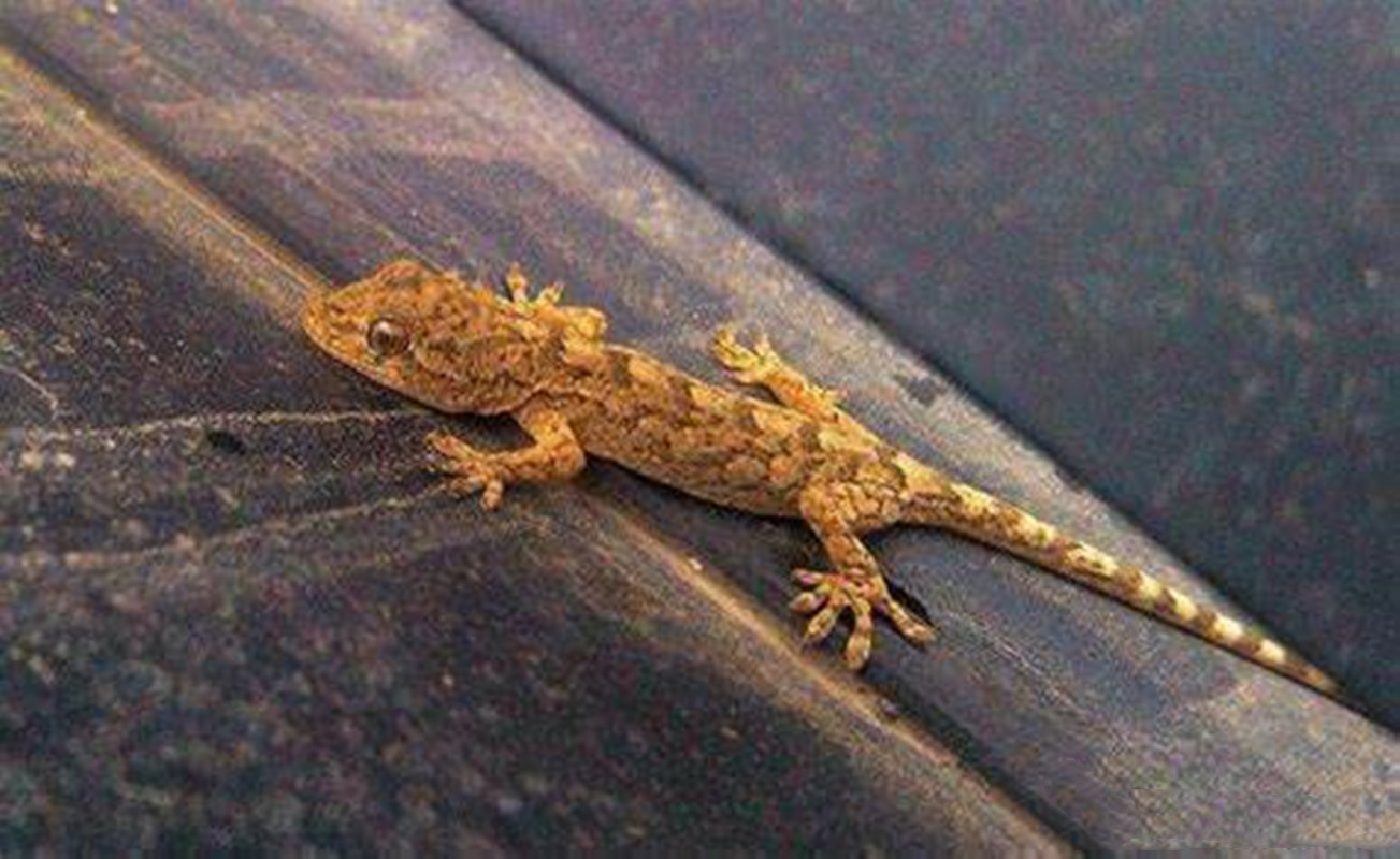 人畜无害的壁虎为什么无毒,壁虎为什么被称为五毒