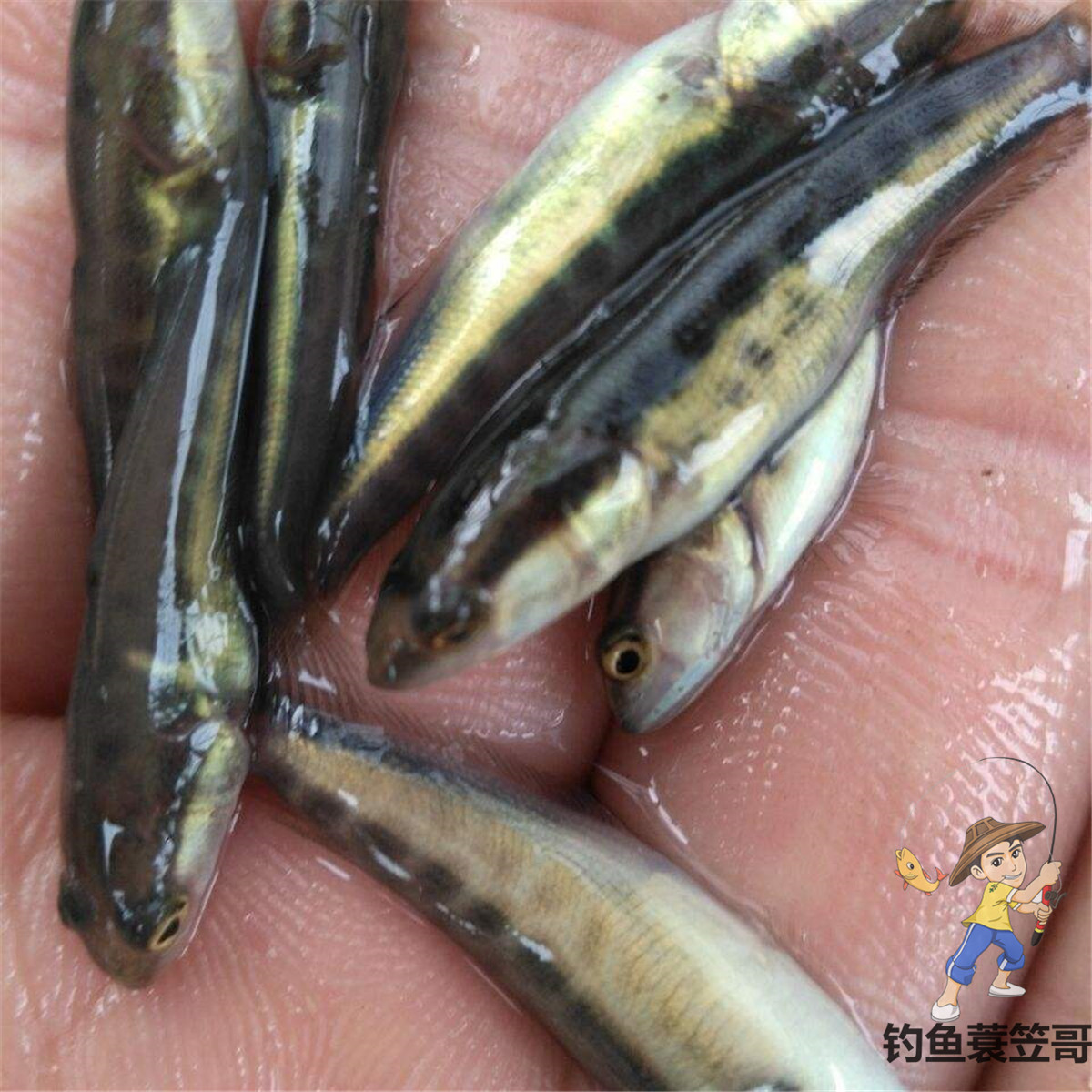 溪流鱼怎么样做才好吃,溪流鱼越腥越好吗