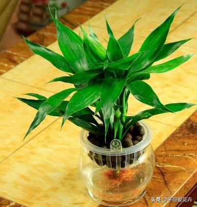 养富贵竹好黄怎么办,养富贵竹有什么禁忌吗