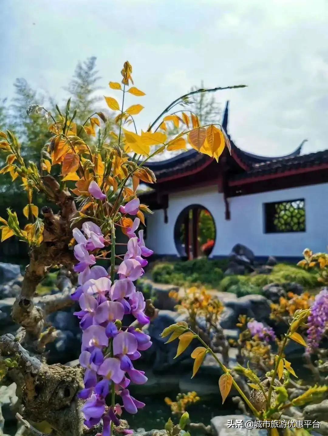 紫藤挂云木花蔓宜阳春下一句,紫藤挂云木花蔓宜阳春整首诗