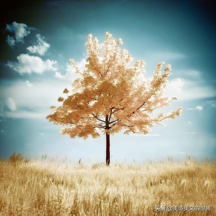 席慕容最美的十首情诗视频,席慕容经典诗句十首