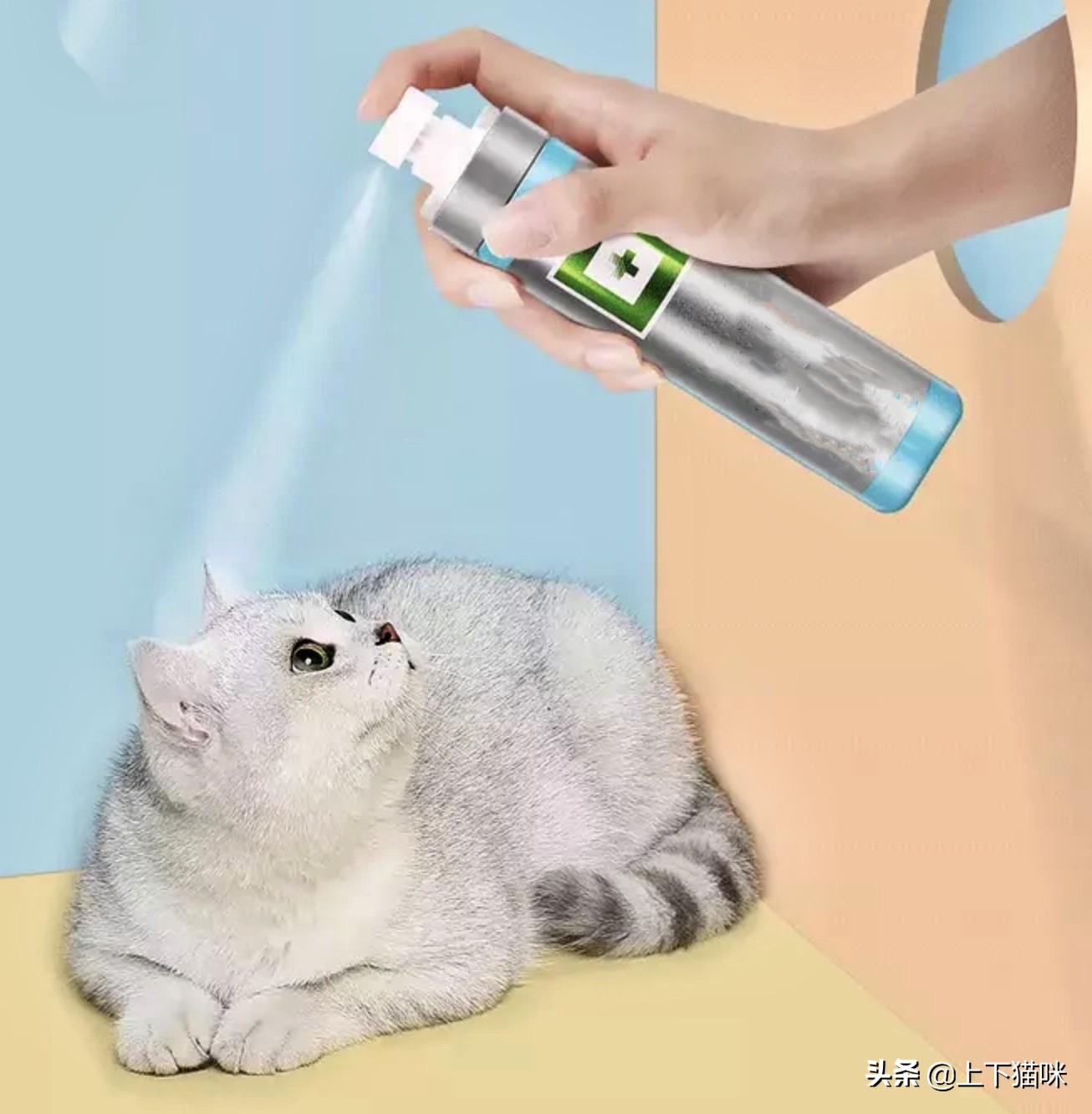 这是一篇有点痒的文章：我们一起来扒扒你家猫和跳蚤的故事