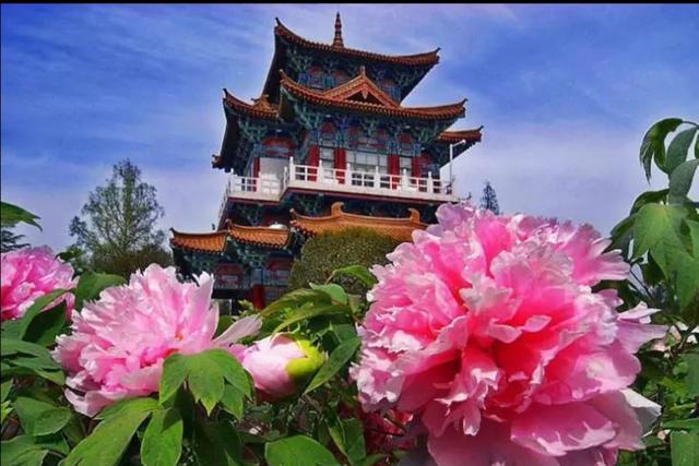 国花选哪种,国花的选定方式