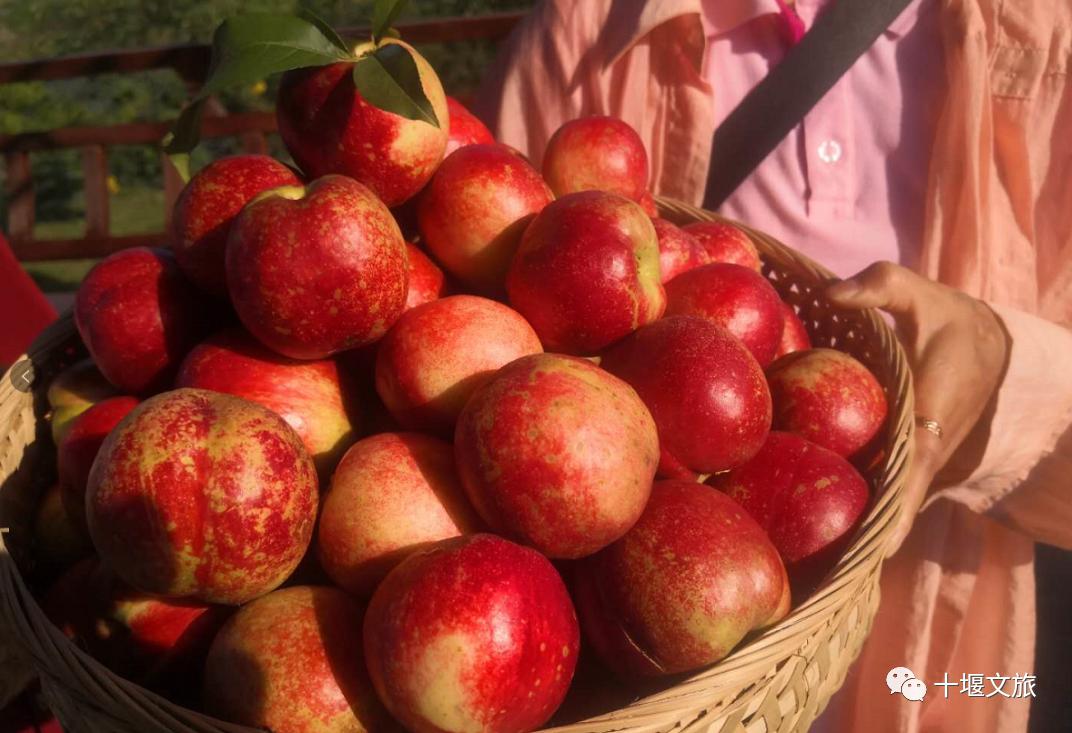 十堰新鲜采摘桃,十堰西沟桃子