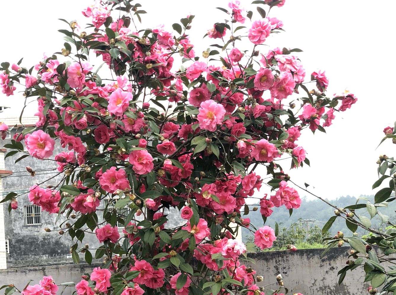 茶花烂根处理发芽后管理,茶花盆栽不长怎么办