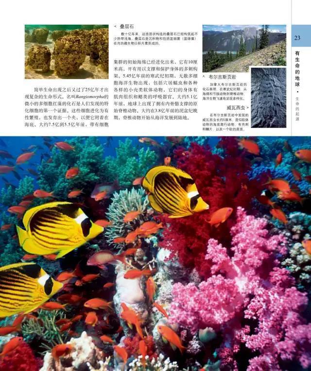 dk系列书籍六岁孩子适合入手哪些,dk儿童认知书推荐