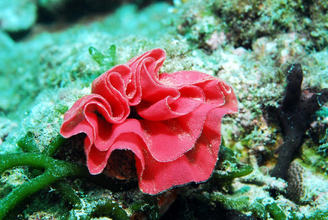 加拿大出现怪异的东西,加拿大无头怪