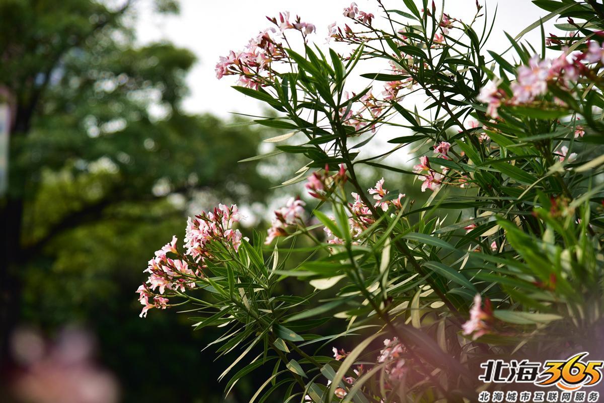 「多图」春天来了!北海街头的三角梅、黄花风铃开得好艳