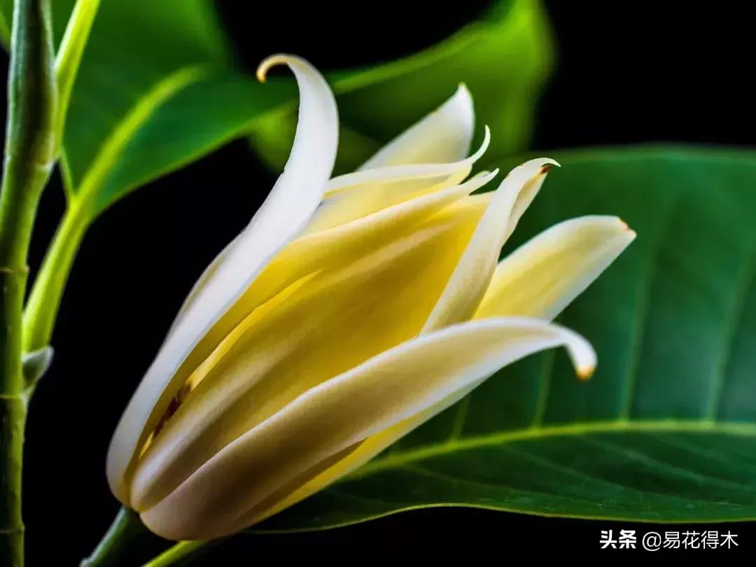 黄桷兰规格怎样,黄桷兰适应什么环境养护