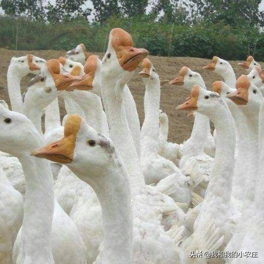 自繁自养小鹅需要做好哪些工作？孵化过程中应该如何管理？