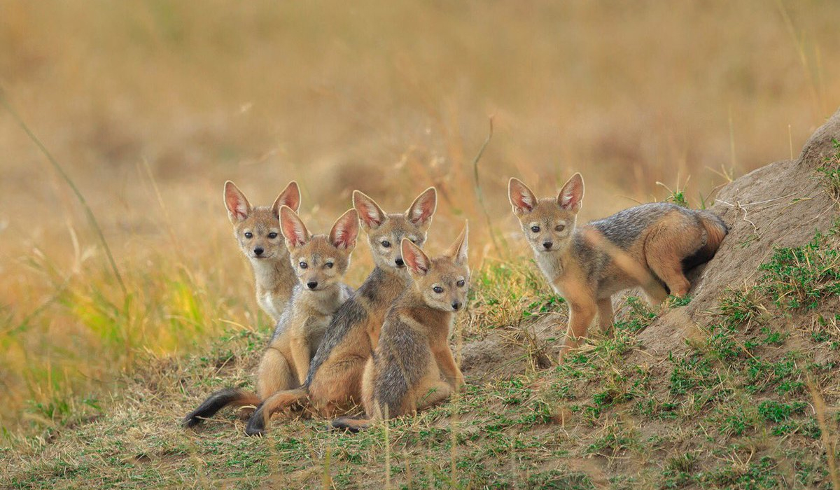 黑背胡狼的生活特点,黑背胡狼个人简介