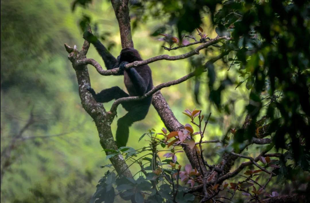 一群90后学霸，嚷嚷着要给它们找对象：自己单身不要紧