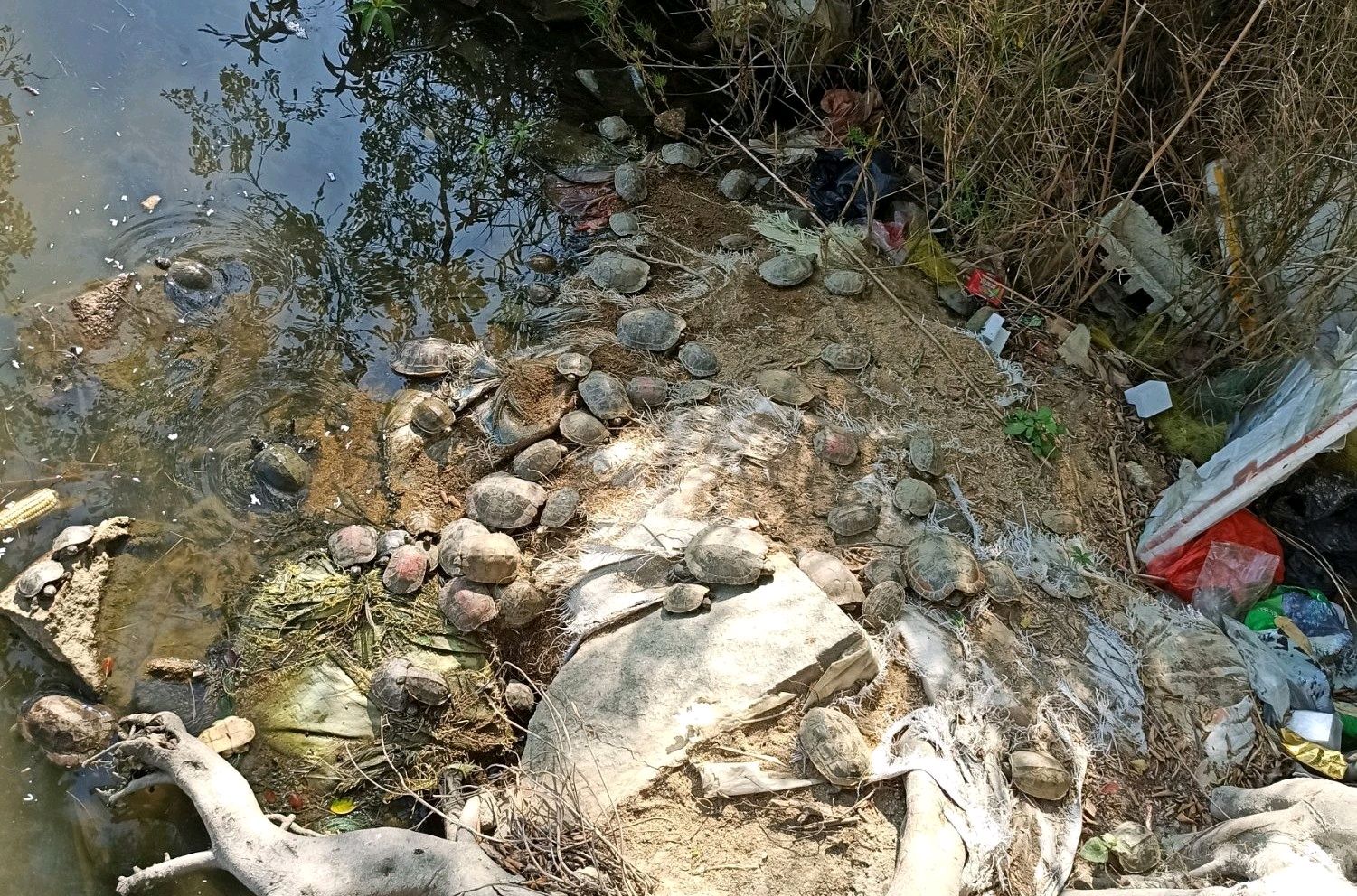 龟灾？广东整条河道里全是乌龟，拥挤在岸边岸边晒太阳