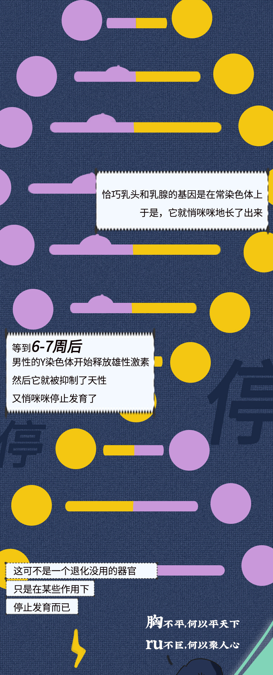 男性乳房是不是也能哺乳,男性胸部是否具备哺乳功能