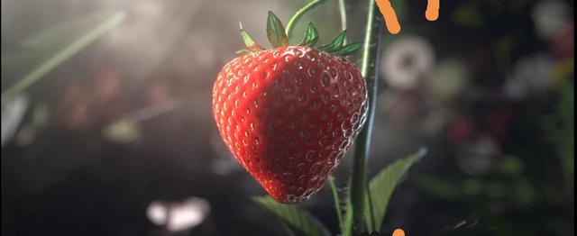 看完之后再也不想吃草莓了,看完你可能不想吃草莓了