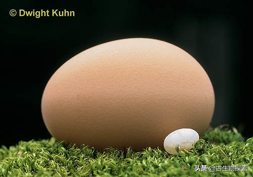 先有鸡还是先有蛋？来一节蛋蛋进化史