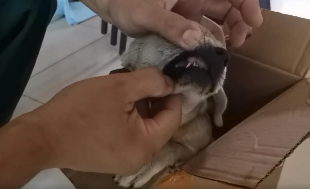 东北:因息肉,小奶狗被赶出家门成为流浪狗,获救后狗狗成功逆袭