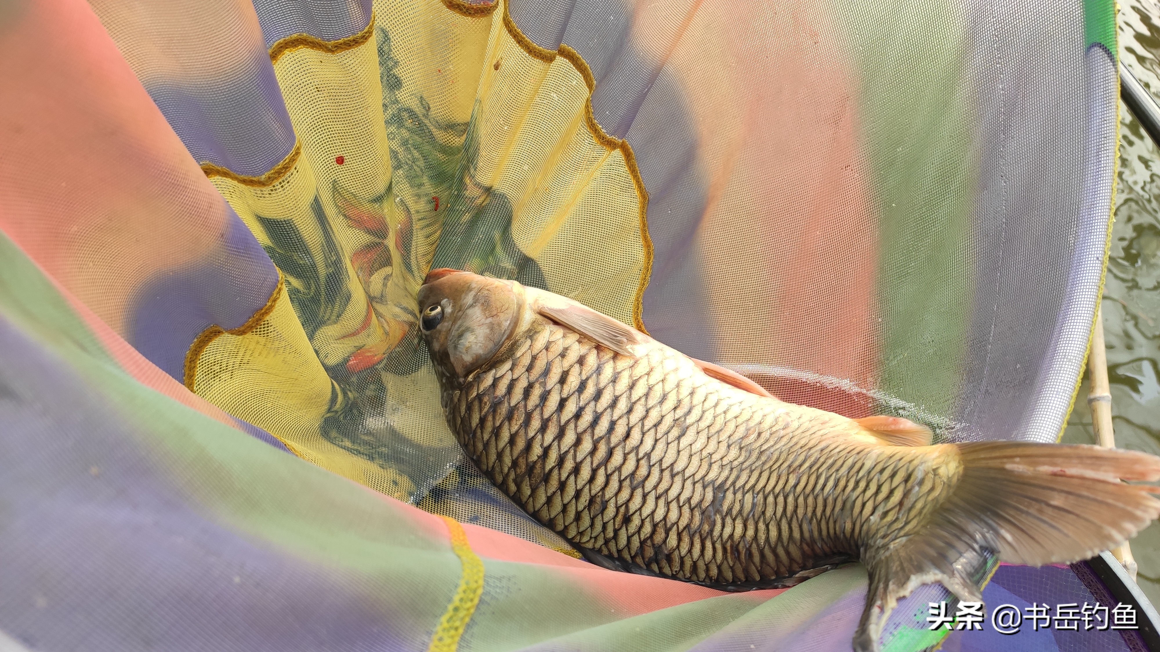 黑坑好钓不好开？当然不是！以本文思路开黑坑还能拥有自己的鱼塘