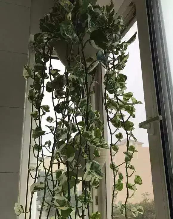 净化空气吸甲醛最好的花排名,什么花净化甲醛效果好