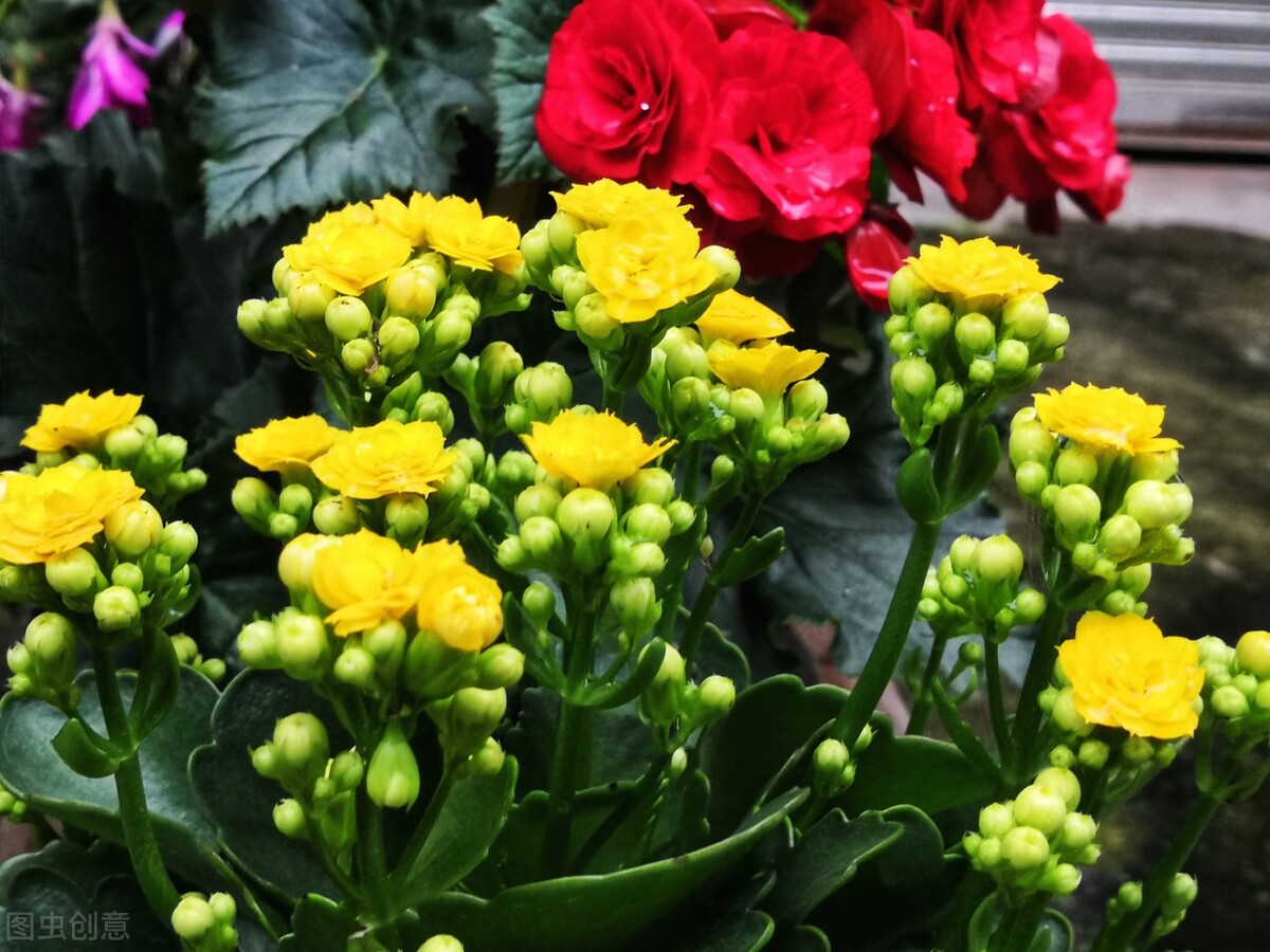 春季扦插哪种花最好养,春天扦插的花卉怎样做