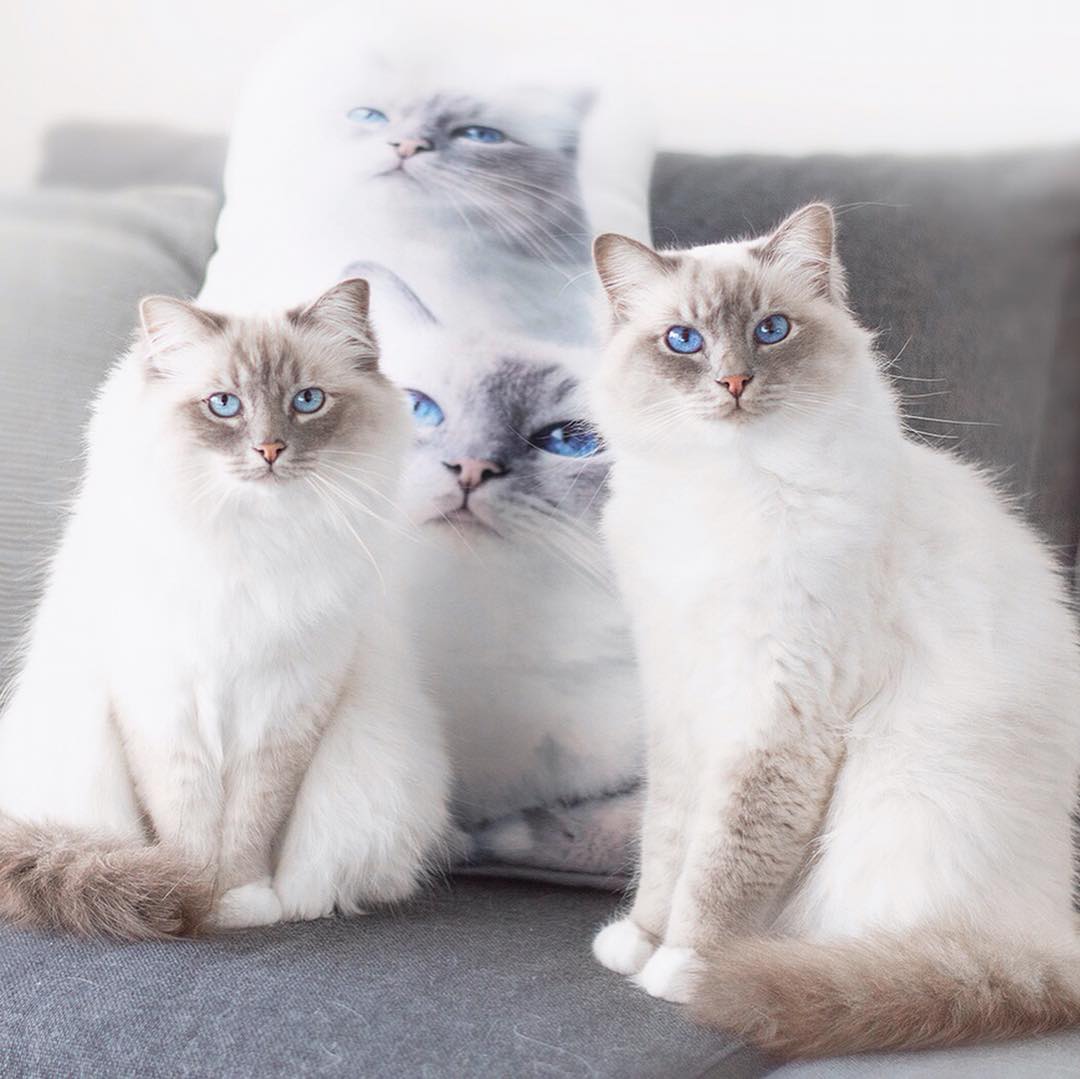 在车上带猫咪如何避免应激反应,过年回家带猫开车需要注意事项