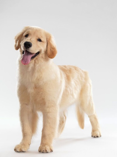 金毛怎样喂养最好,金毛如何喂养