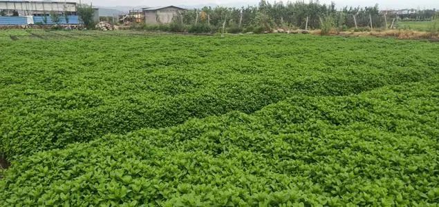 凤泉薄荷价值,凤泉薄荷功效