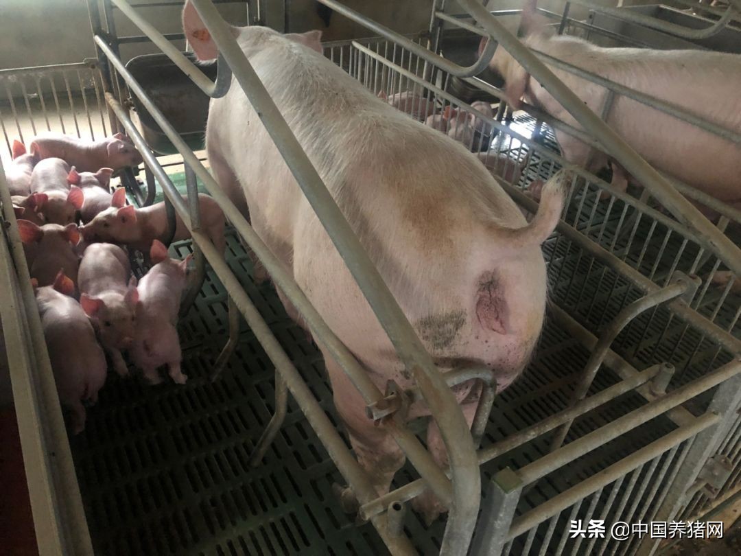 非瘟拔牙成功的案例,拔牙治愈过程