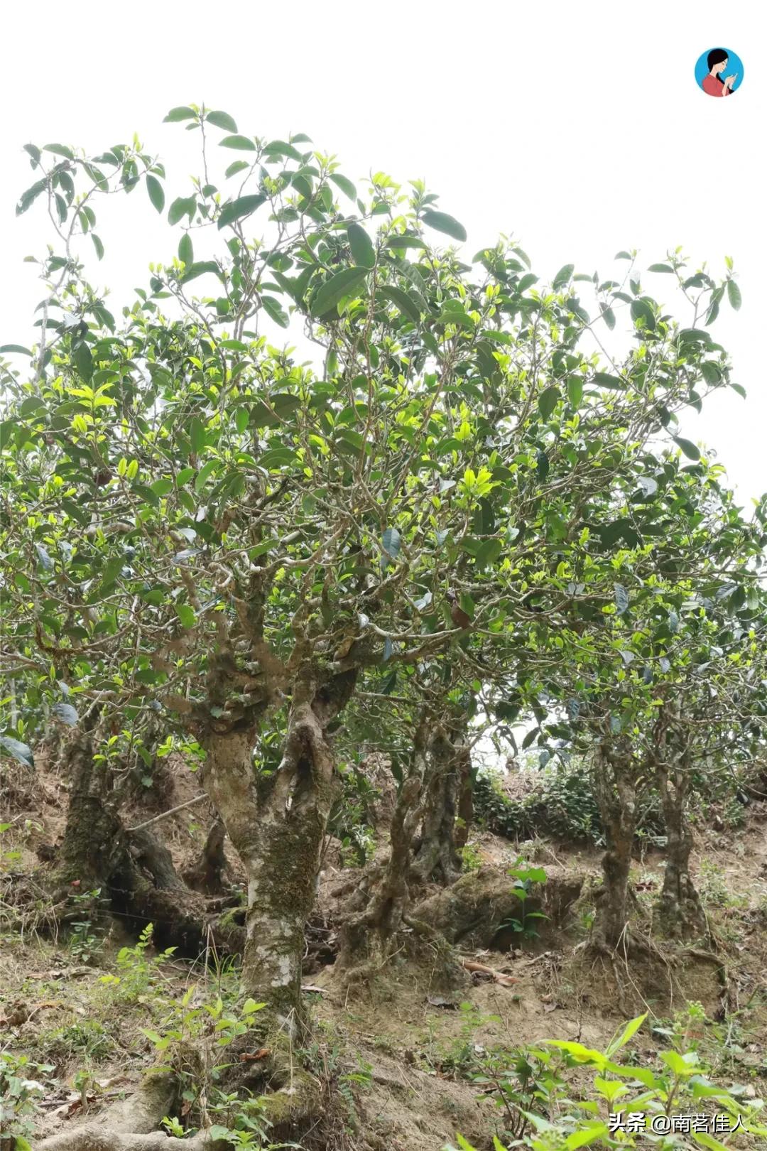 冰岛五寨糯五价格,冰岛五寨谁最有性价比