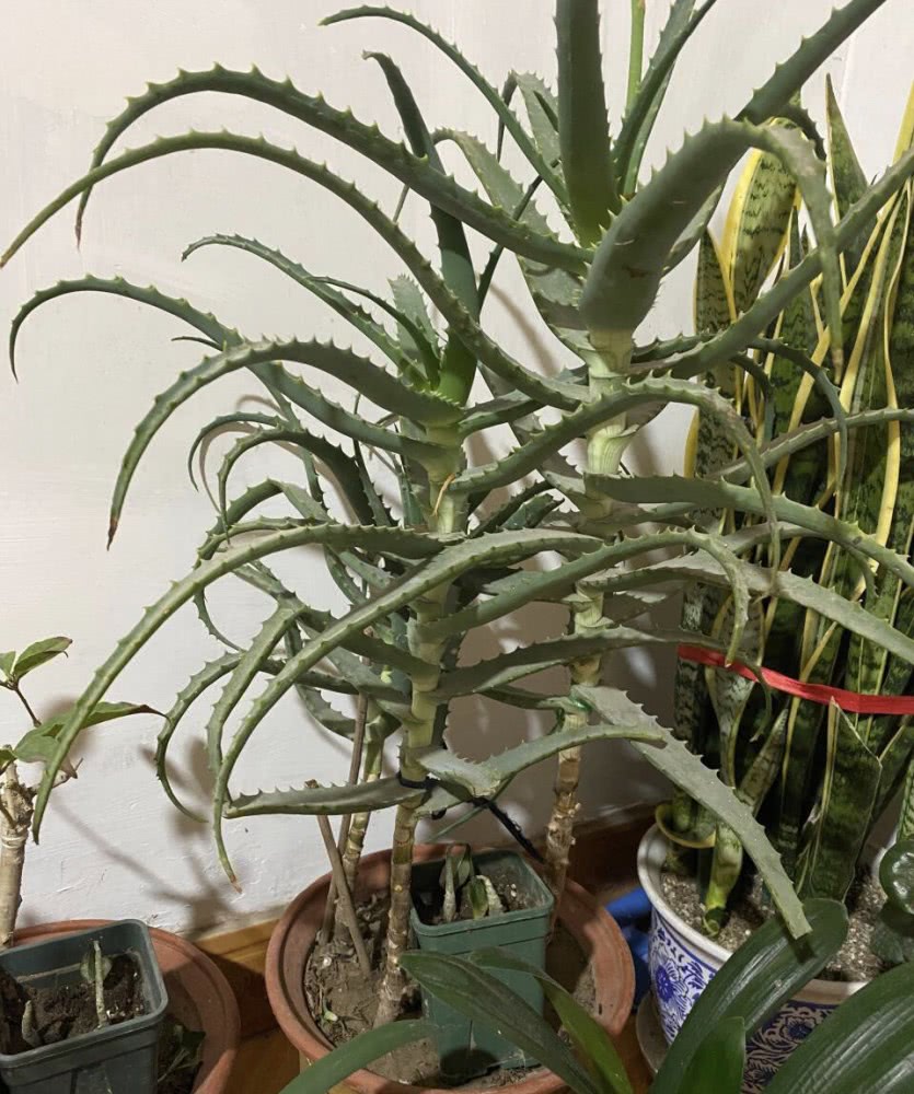 芦荟养10年,芦荟养护和成长变化